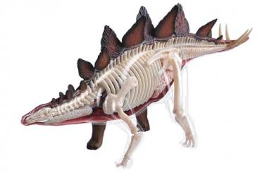 Stegosaurus Anatomy Model 