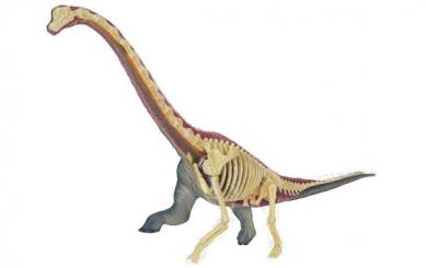 Brachiosaurus Anatomy Model 