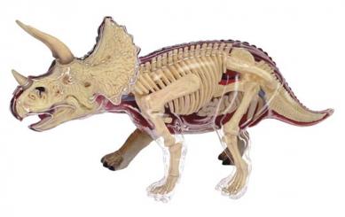 Triceratops Anatomy Model 
