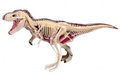 T-Rex Anatomy Model 
